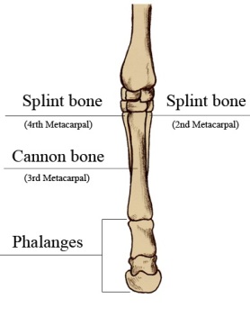Cannon Bone